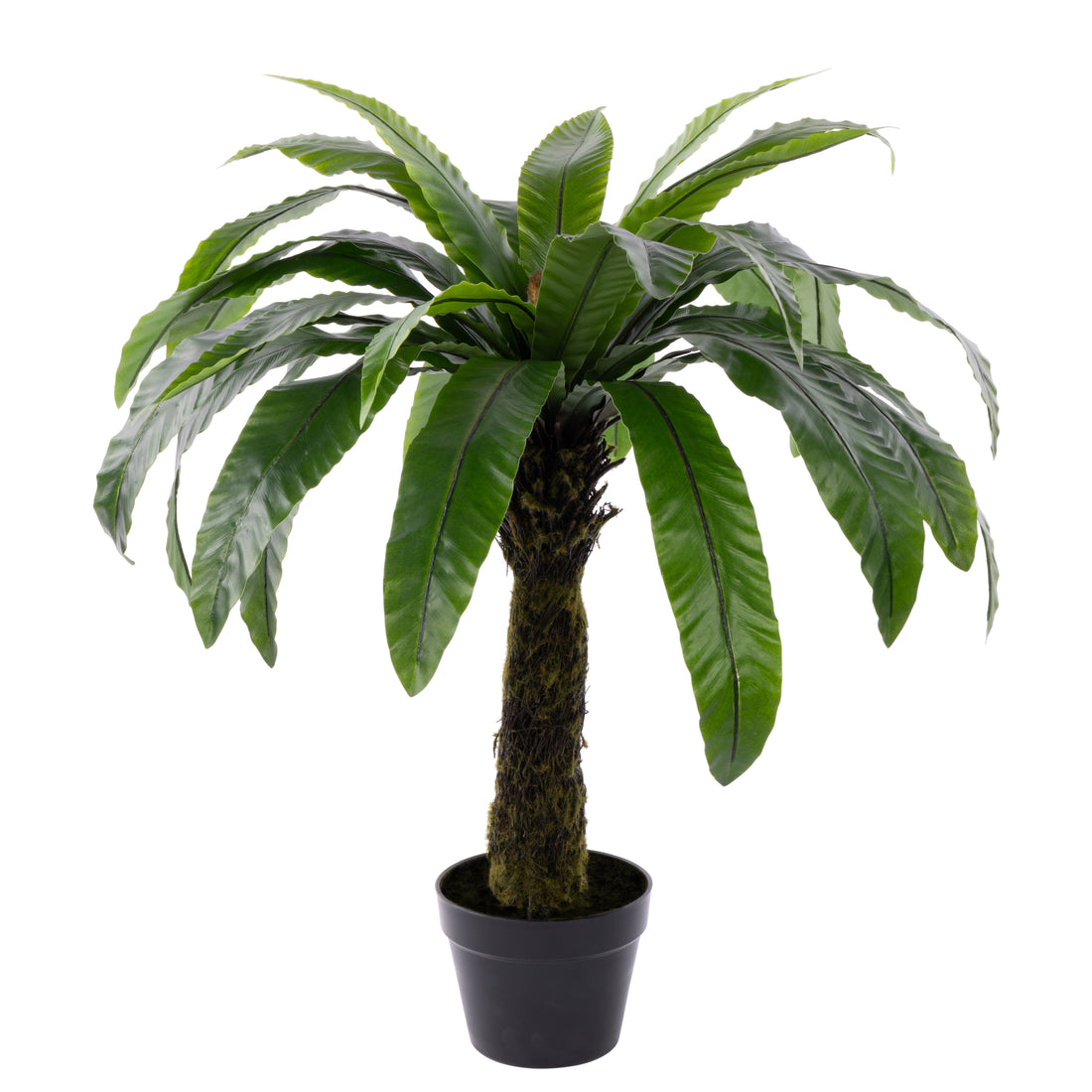 Rogue Bird Nest Fern UV - Garden Pot Green
