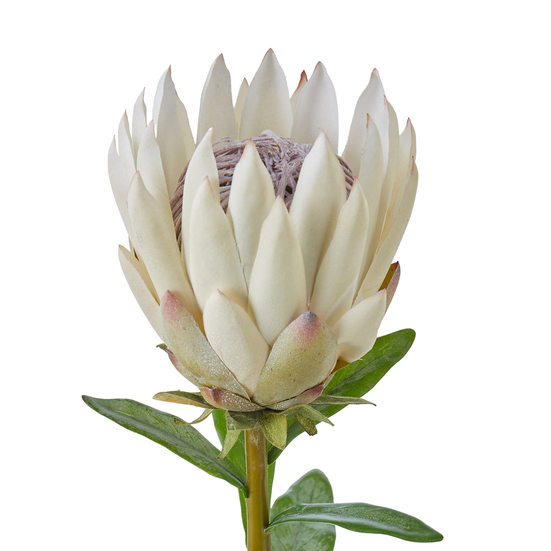 Faux Protea Spray | Cream - 60cm