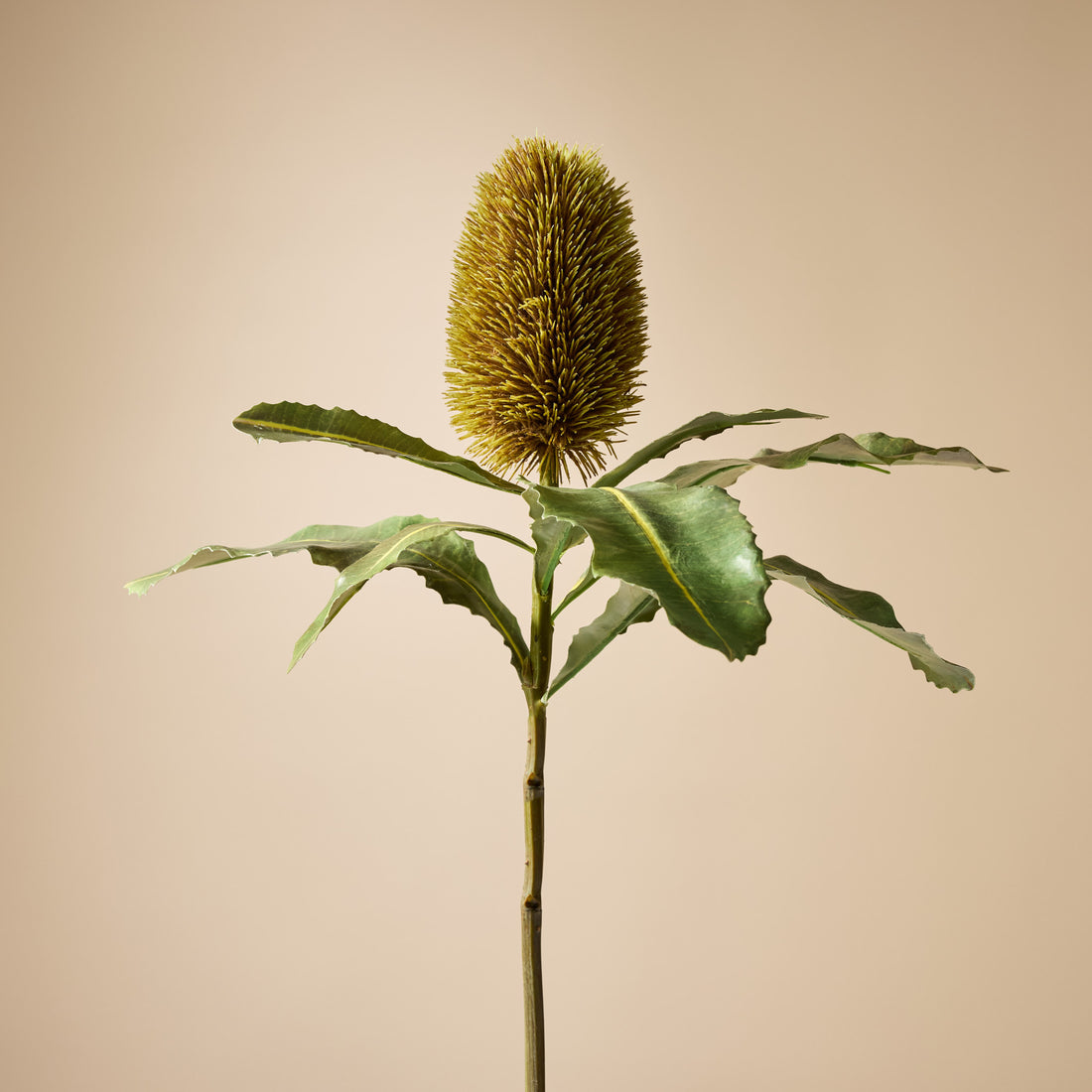 Faux Banksia Stem | Brown - 67cm