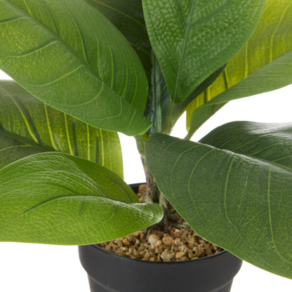 Rogue Lush Plant Green