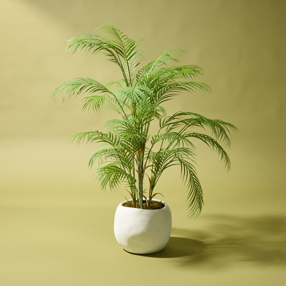 Faux Phoenix Palm - Lyon Organic Planter | White - 110cm