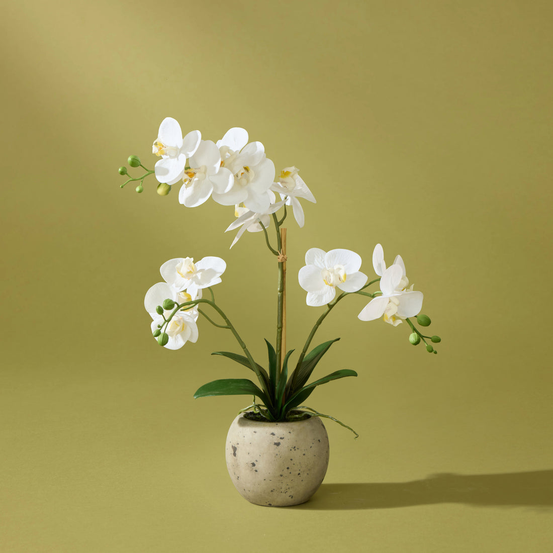 Faux Phalaenopsis Orchid  - Cream Pot | 56cm