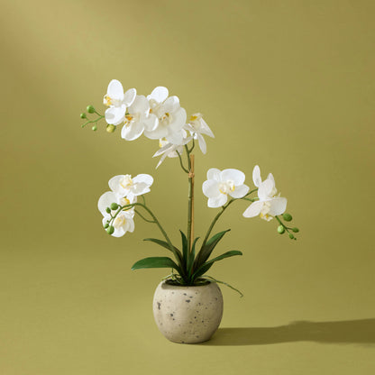 Faux Phalaenopsis Orchid  - Cream Pot | 56cm