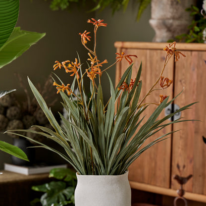 Rogue Kangaroo Paw - Maliah Pot Yellow