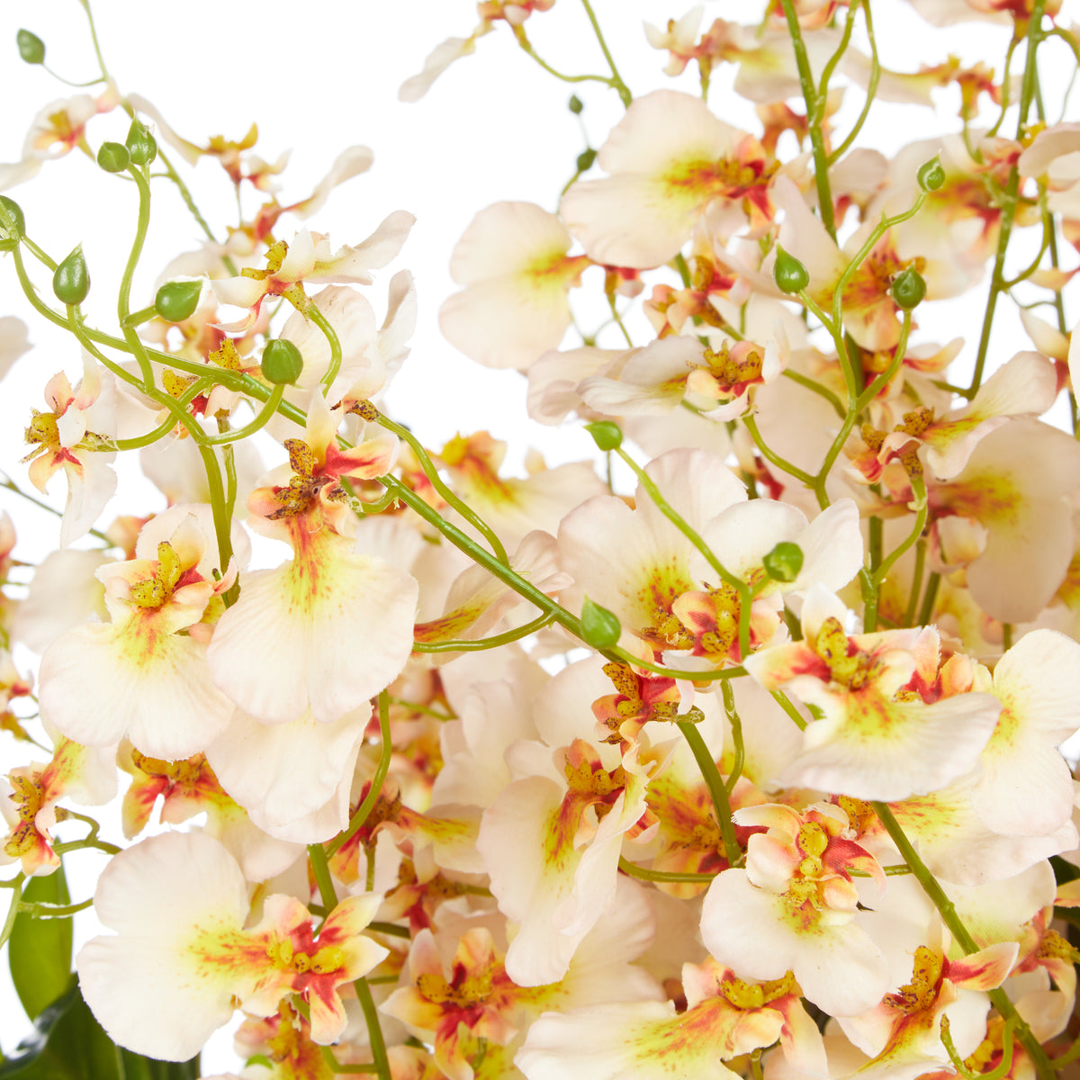 Rogue Dancing Orchid Garden Mix - Madelyn Bowl Cream