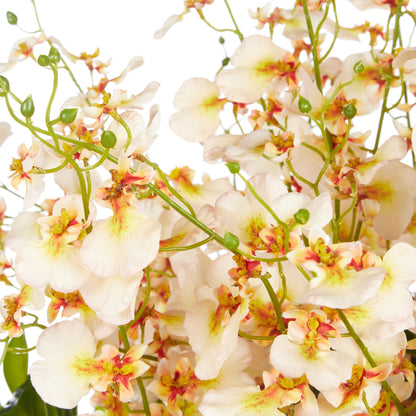 Rogue Dancing Orchid Garden Mix - Madelyn Bowl Cream