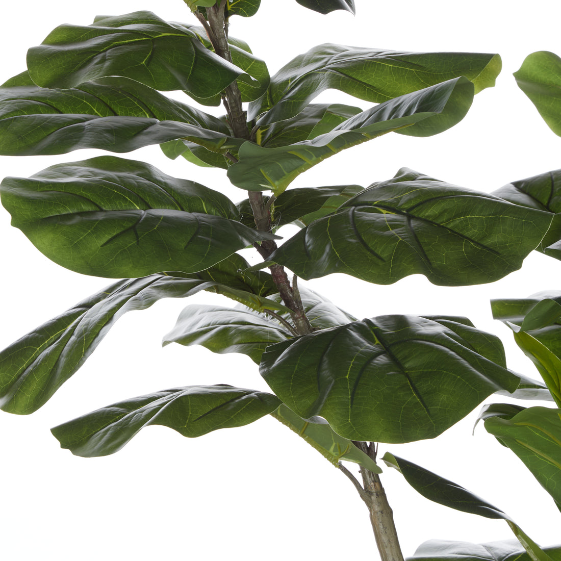 Rogue Giant Fiddle Plant - Vienna Planter Green