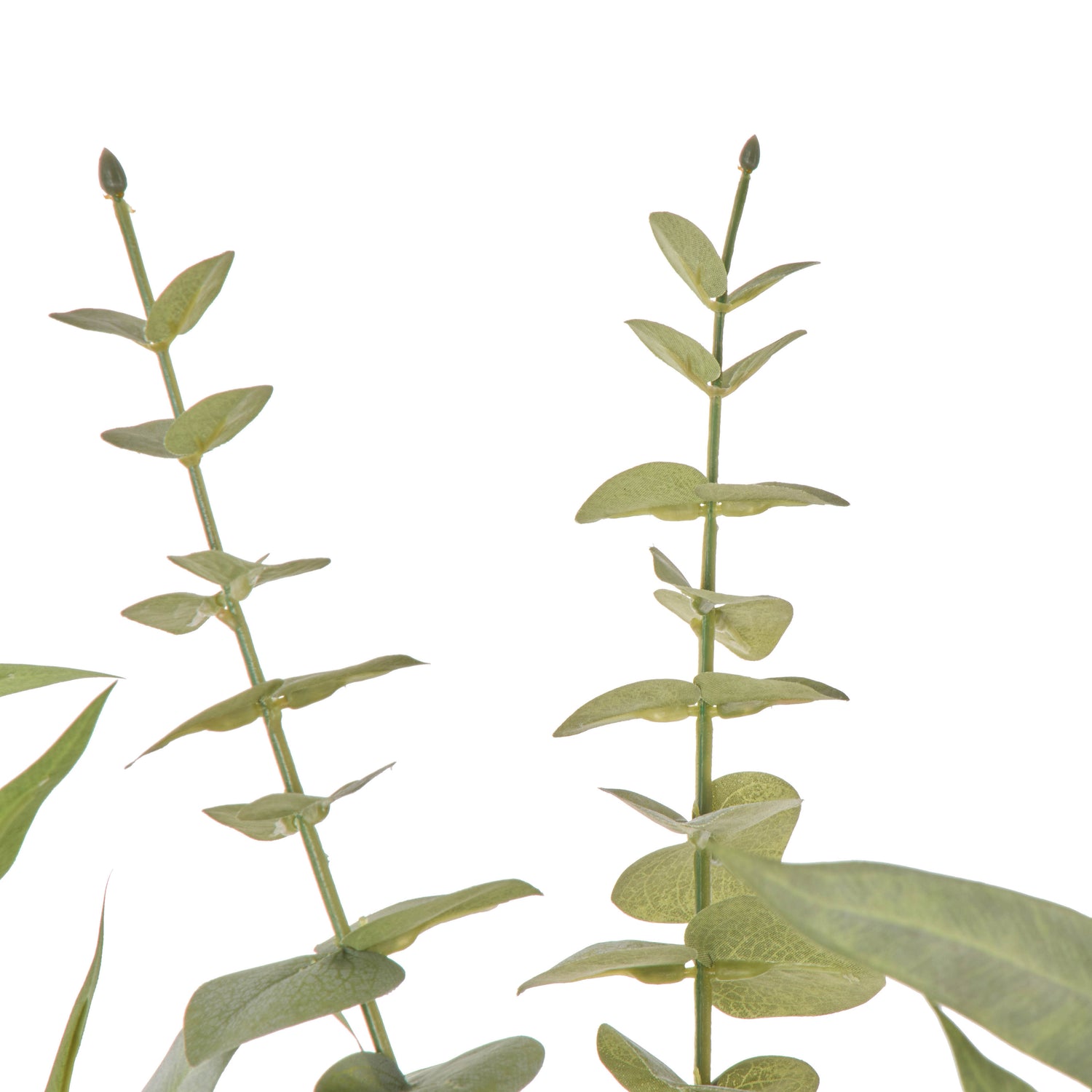 Faux Protea Kangaroo Paw - Claire Vase | Green -  68cm