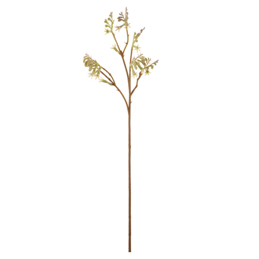 Rogue Kangaroo Paw Spray Green