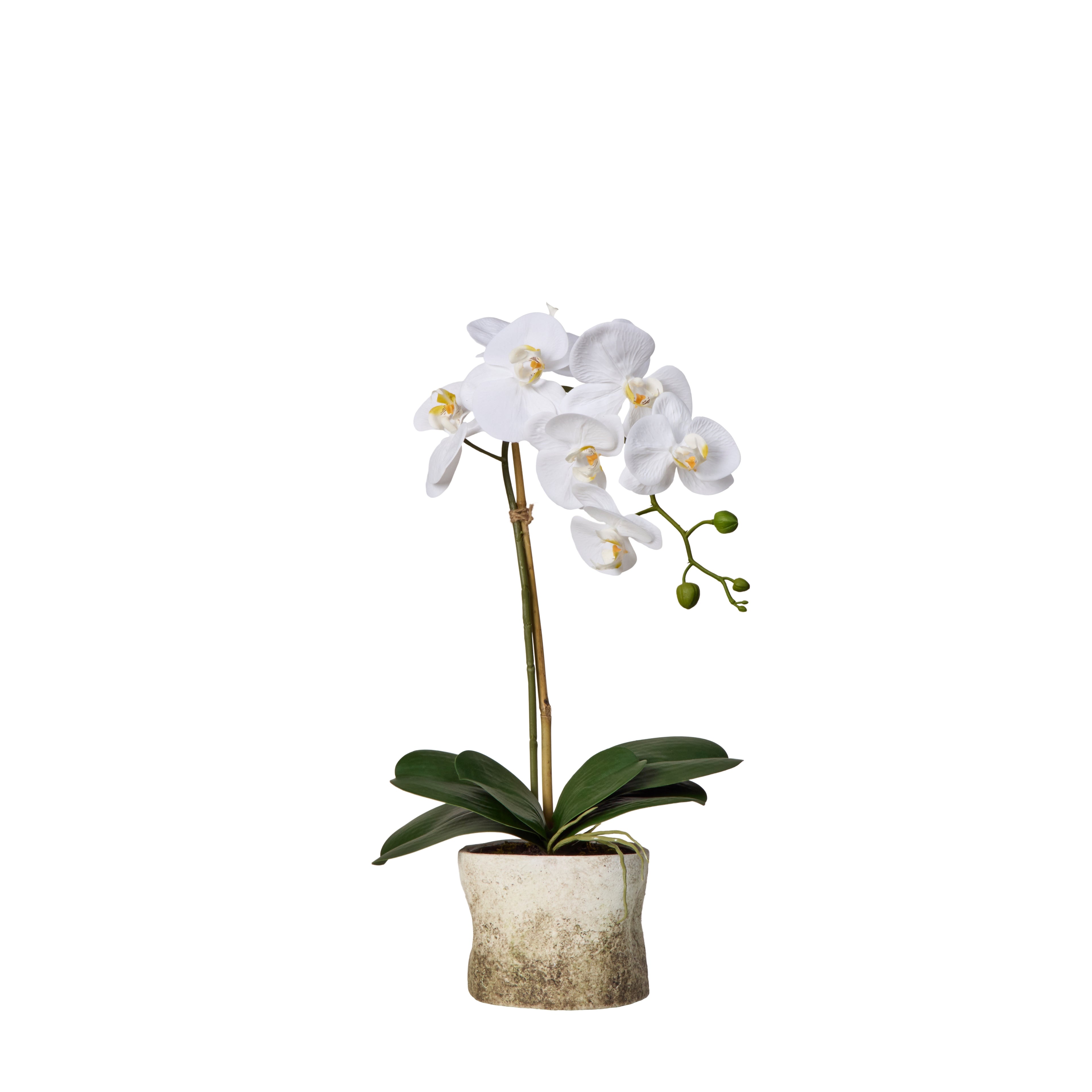 Faux Phalaenopsis Plant - Edith | White - 54cm