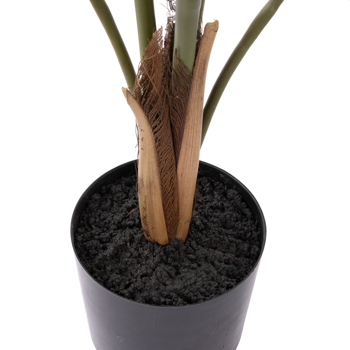 Rogue Caryota Palm Tree - Garden Pot Green