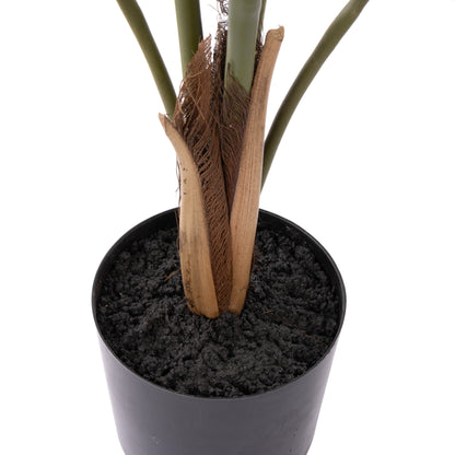 Rogue Caryota Palm Tree - Garden Pot Green