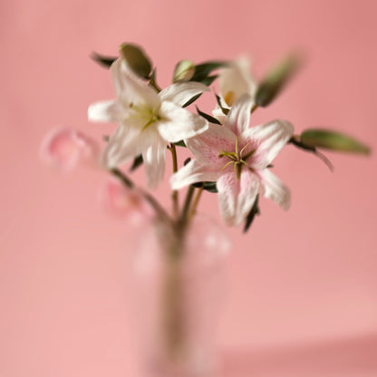 Rogue Casablanca Lily White