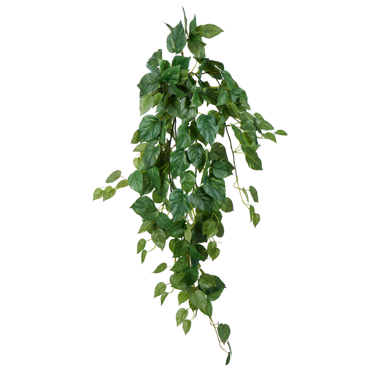 Rogue Pothos Hanging Bush Variegated