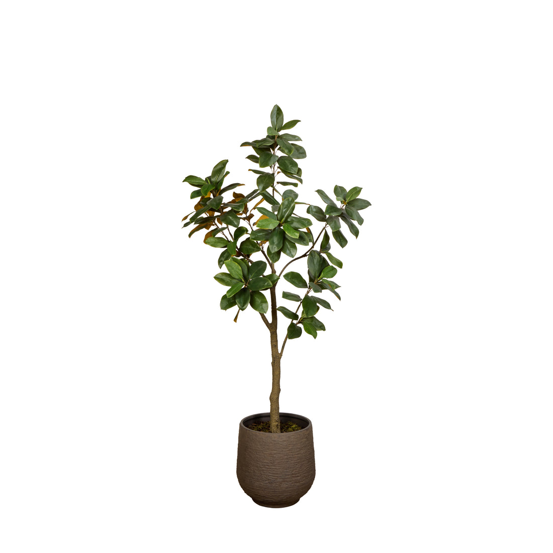 Rogue Magnolia Tree-Trillium Planter Green