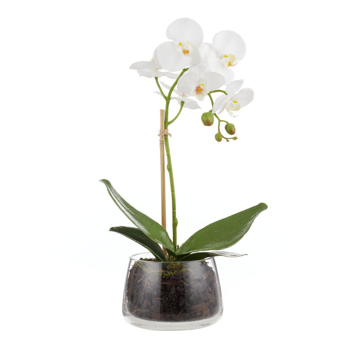 Rogue Phalaenopsis Stem - Classic Bowl White
