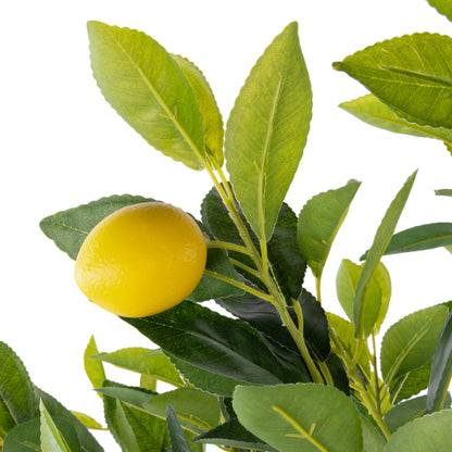 Rogue Lemon Tree Potted Green