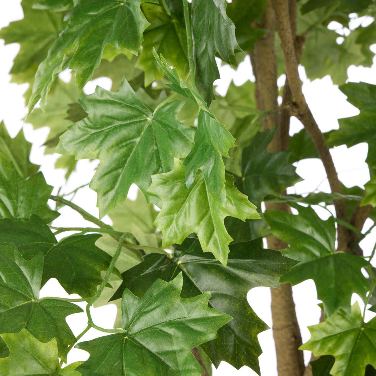 Rogue Maple Tree - Garden Pot Green