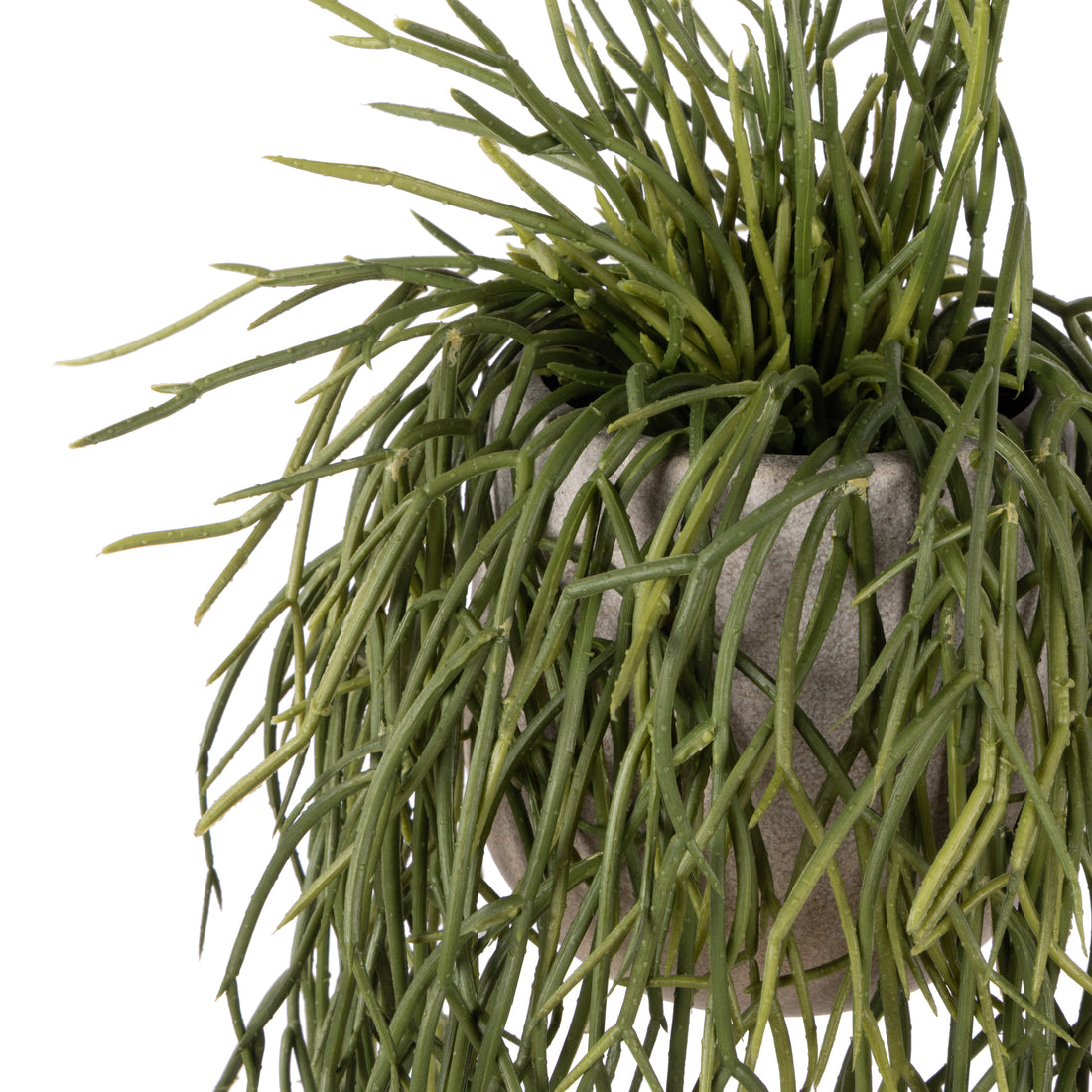 Rogue Mistletoe Cactus Pot Green