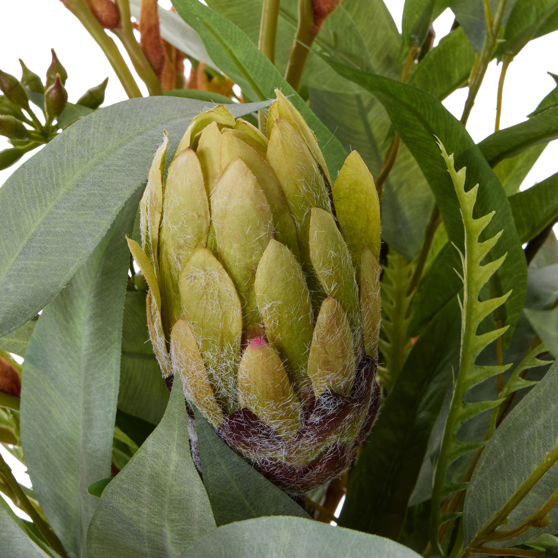 Faux Protea Kangaroo Paw - Claire Vase | Green -  47cm
