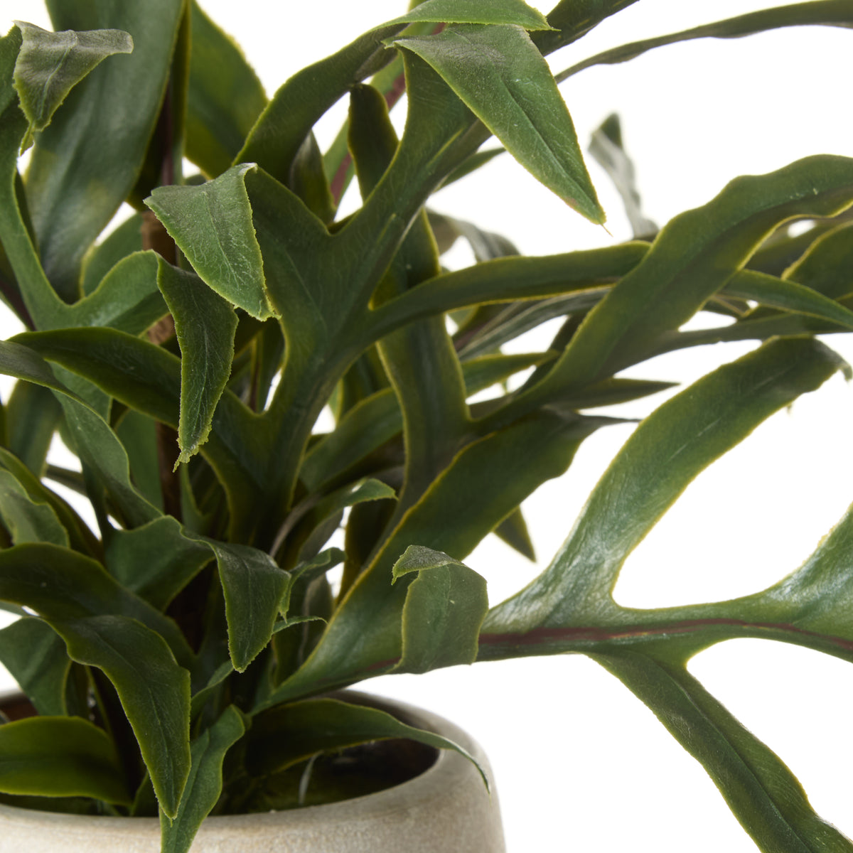 Rogue Blue Star Fern Pot Green
