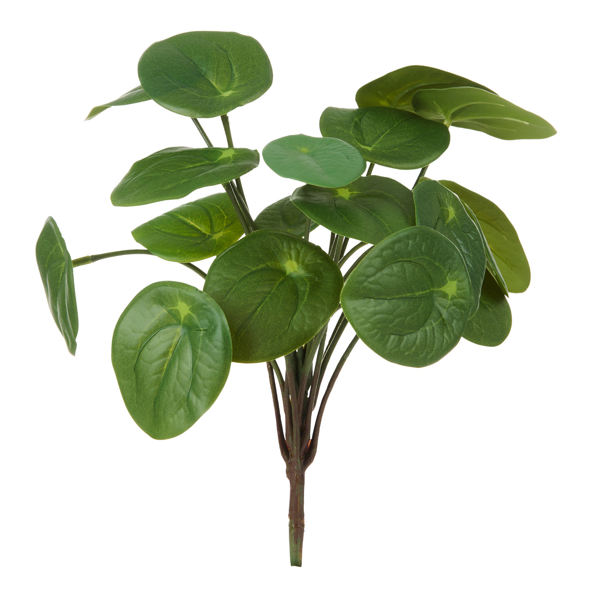 Rogue Pilea Bush Green