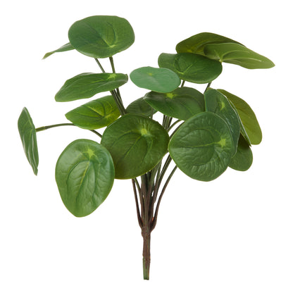 Rogue Pilea Bush Green