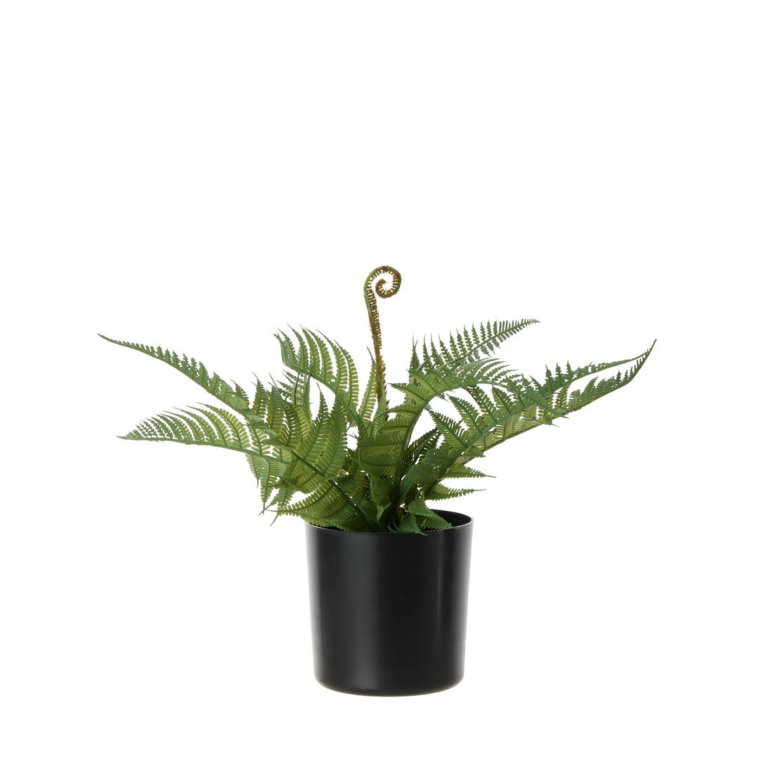 Rogue Boston Fern - Garden Pot Green