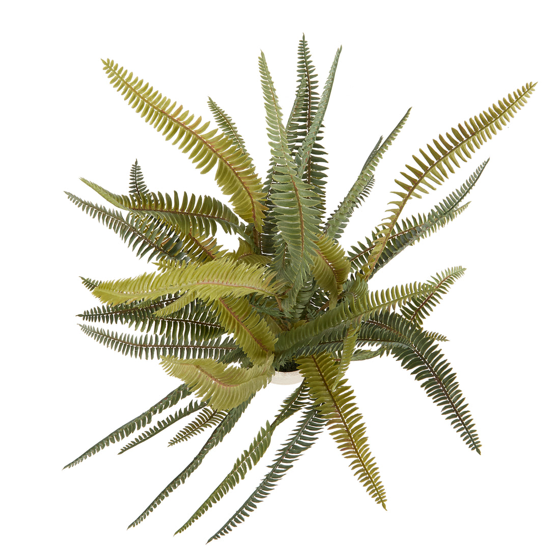 Faux Boston Fern - White Pot | 71cm