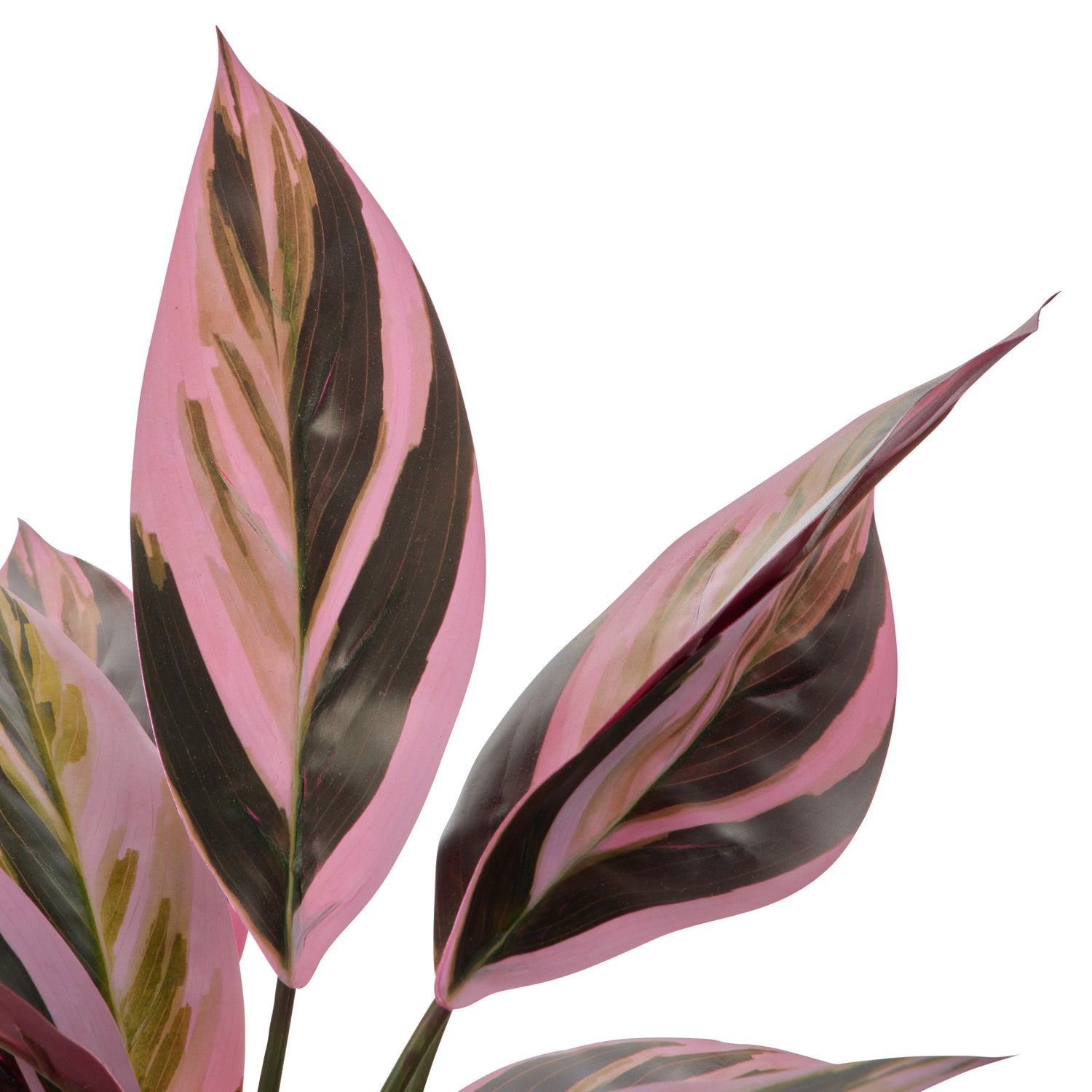 Faux Cordyline Plant | Burgundy  -  39cm
