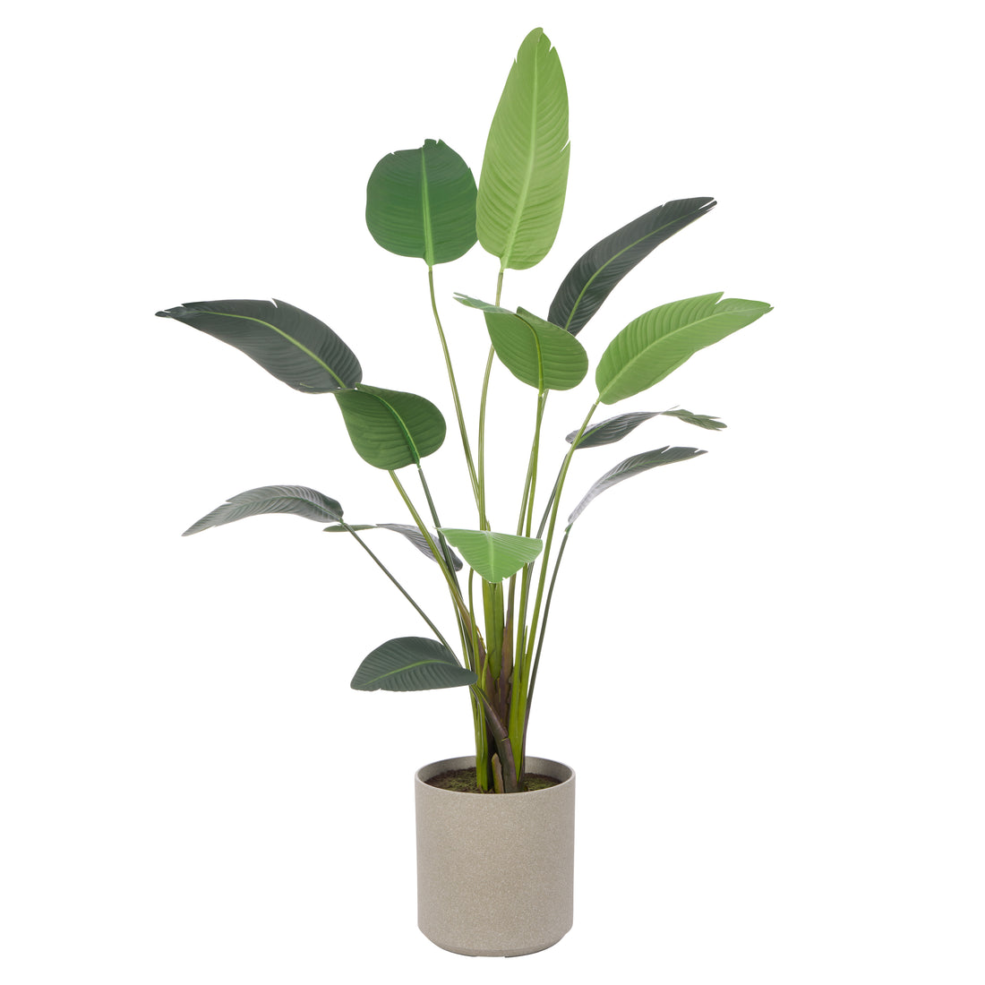 Rogue Giant Bird Of Paradise - Cylinder Planter Green