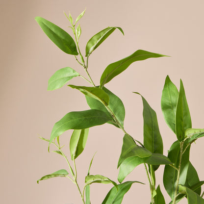 Faux Eucalyptus Spray | Green - 105cm