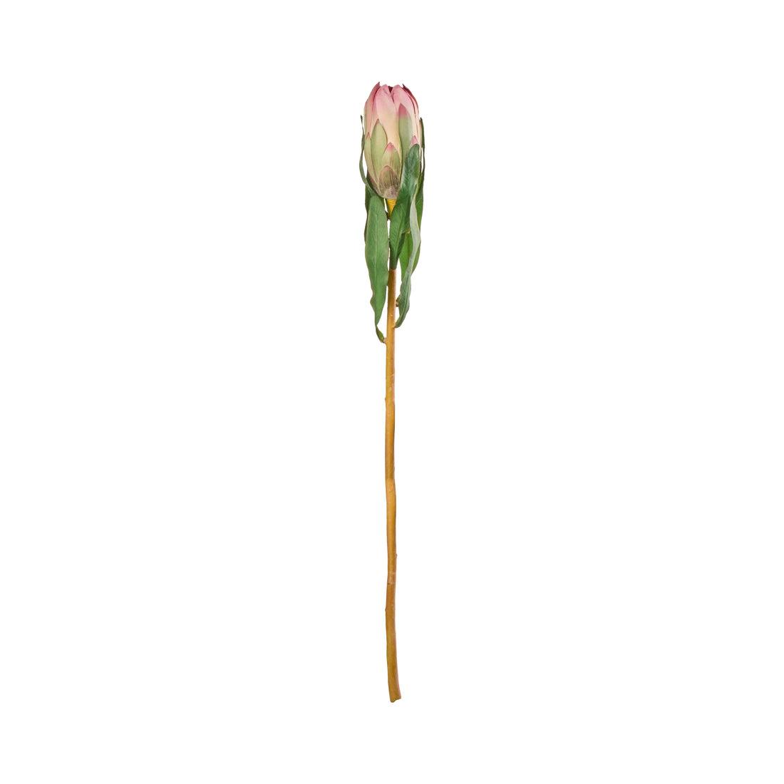 Rogue Protea Princess Stem Pink
