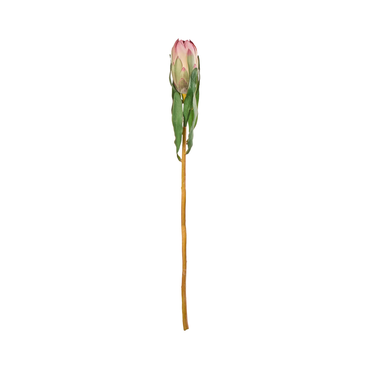 Rogue Protea Princess Stem Pink
