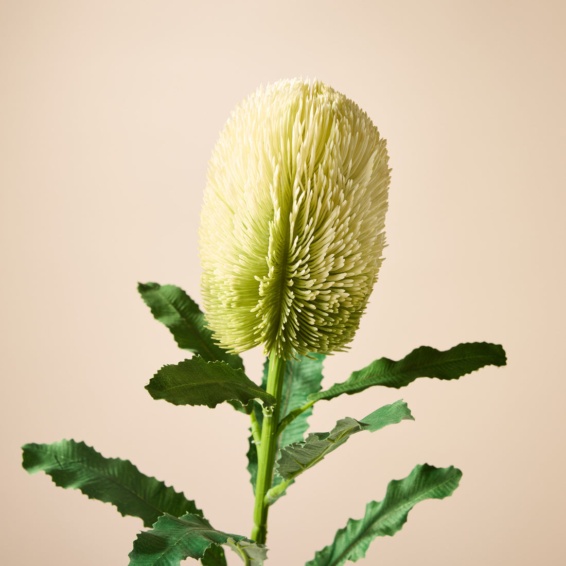 Faux Banksia Stem | White - 65cm