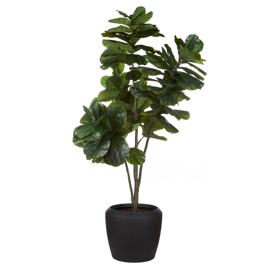 Rogue Giant Fiddle Plant - Vienna Planter Green