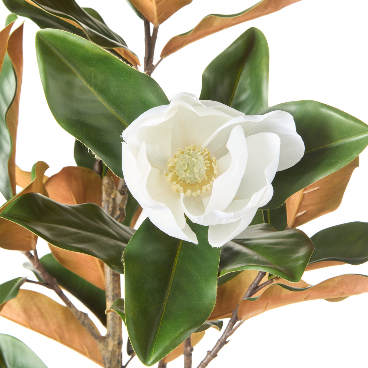 Rogue Magnolia Tree Green