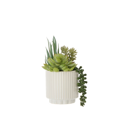 Rogue Aloe Succulent Mix Pot Green &amp;  White