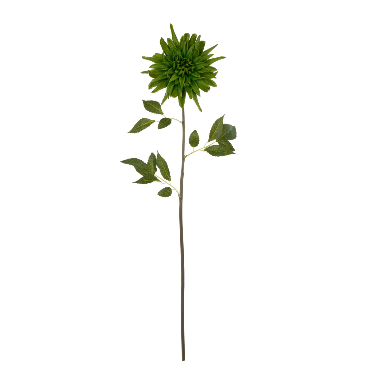 Rogue Dahlia Stem Green