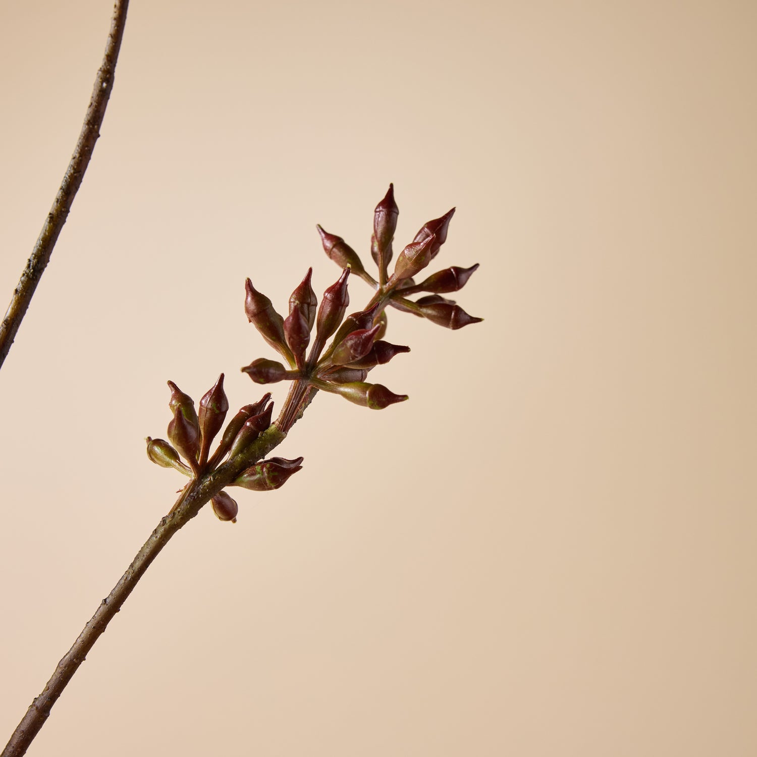 Faux Eucalyptus Seeding Spray | Burgundy - 84cm
