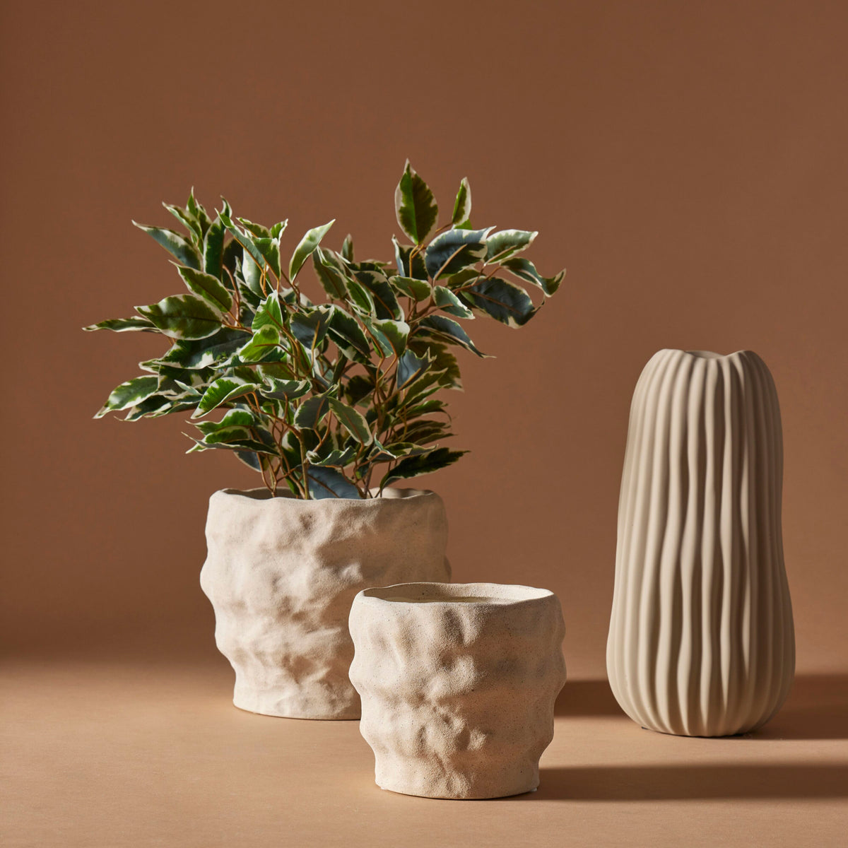 Rogue Ficus Tree Pot Variegated
