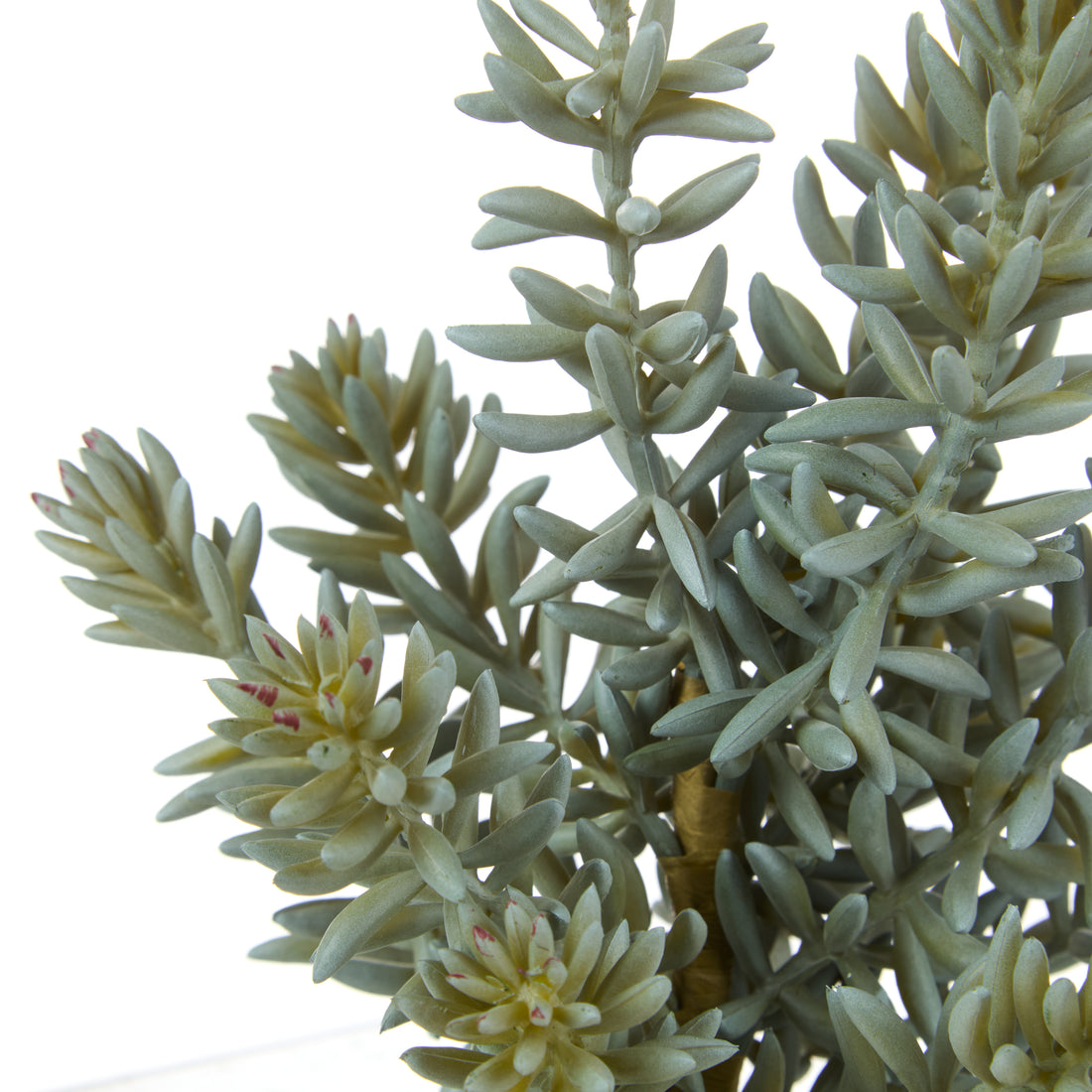 Rogue Senecio Green