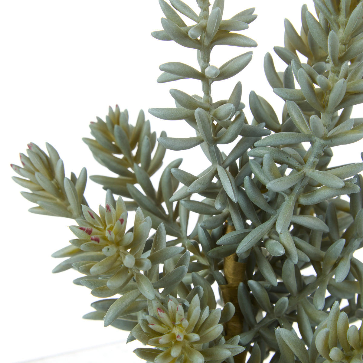 Rogue Senecio Green
