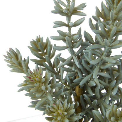 Rogue Senecio Green