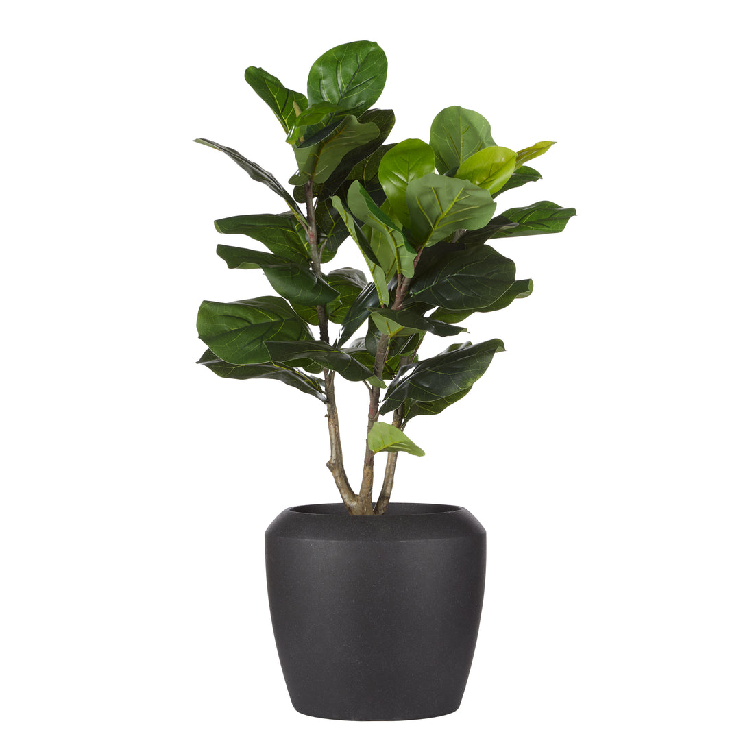 Rogue Giant Fiddle Plant - Vienna Planter Green