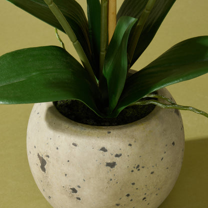 Faux Phalaenopsis Orchid  - Cream Pot | 56cm