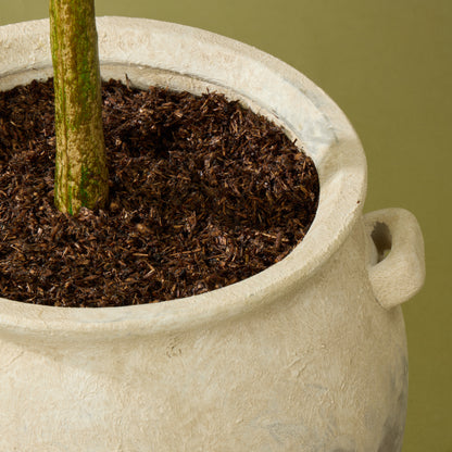 Faux Olive Tree - Inga Vase | Green - 166cm