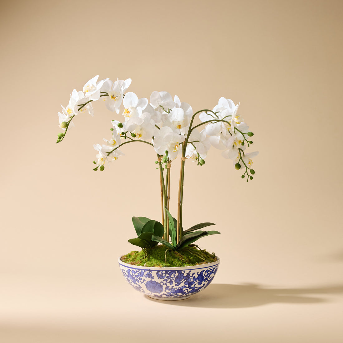 Faux Phalaenopsis Orchid - Blue and White Bowl | White - 66cm