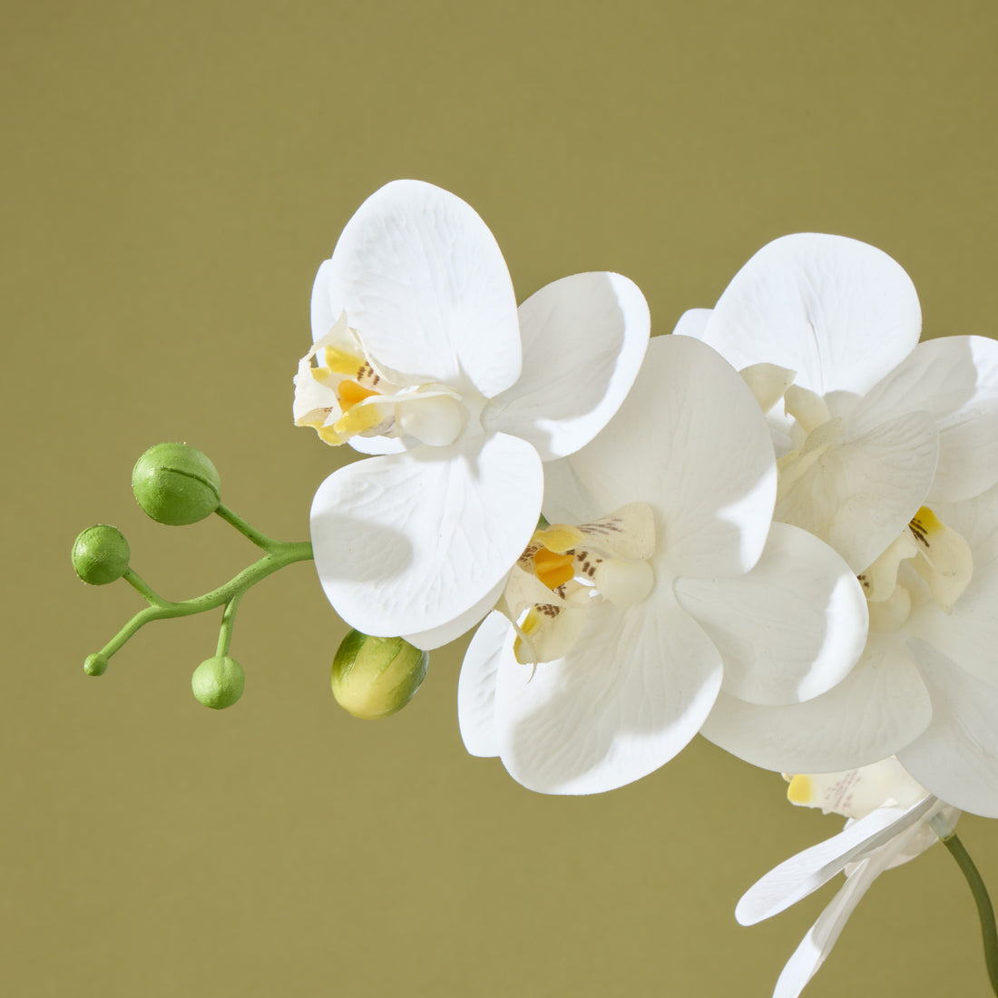 Faux Phalaenopsis Orchid  - Cream Pot | 56cm