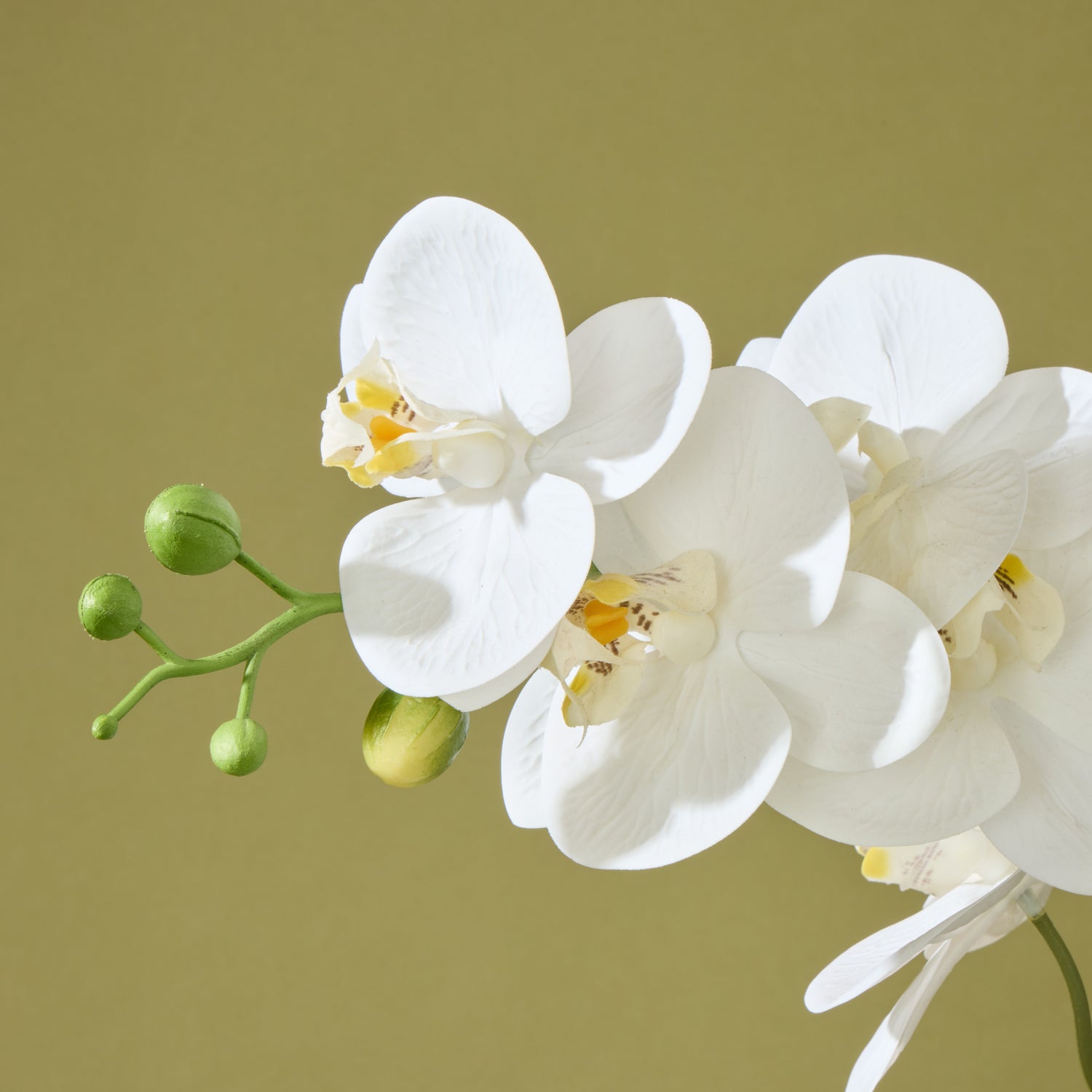 Faux Phalaenopsis Orchid  - Cream Pot | 56cm